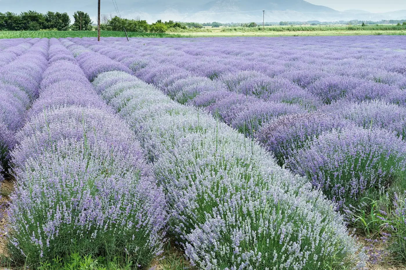 Un campo di lavanda